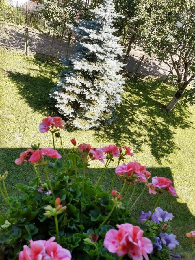 Casa Cu Flori Hotel Buşteni Eksteriør billede